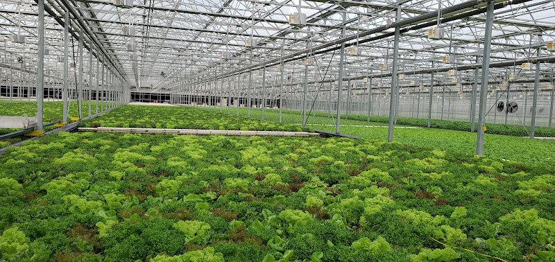 Green City Growers