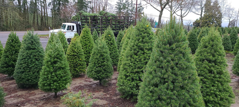 Familiy Christmas Trees & Wreaths