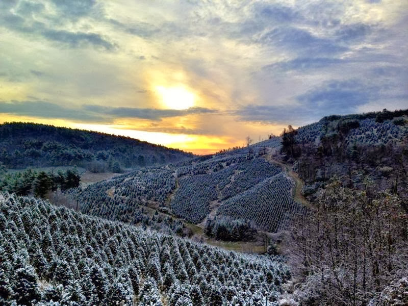 Santa's Christmas Trees