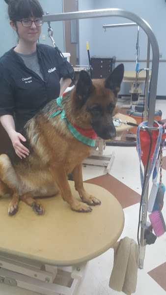 PetSmart Grooming