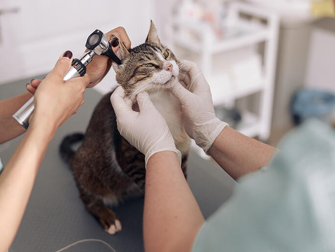 Banfield Pet Hospital