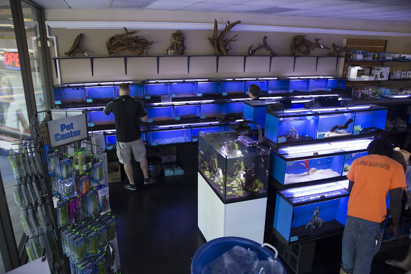 The Fish Tank