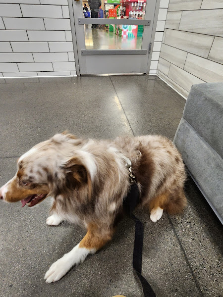 PetSmart Grooming