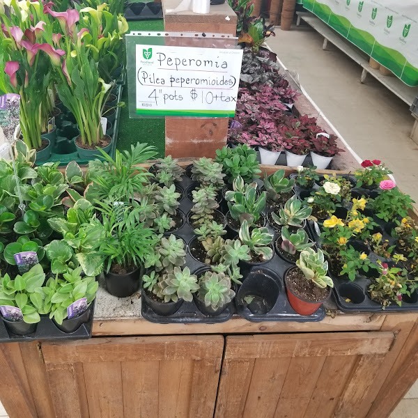Pistritto Farm Fresh