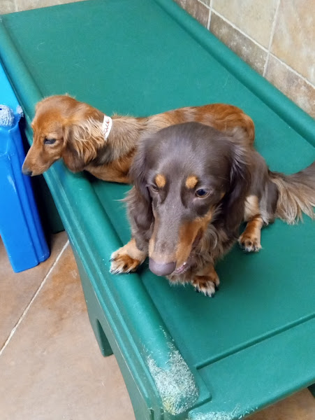 PetSmart Grooming