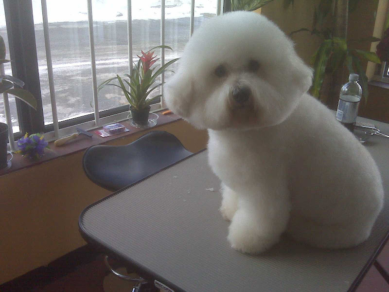 Paw-la's Pride And Groom