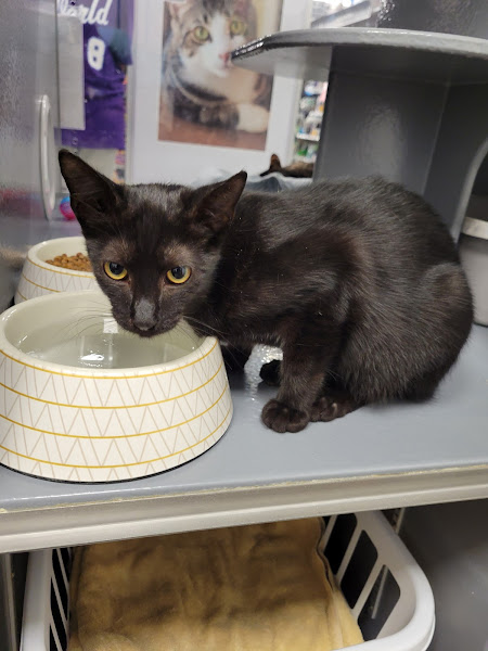 PetSmart Grooming