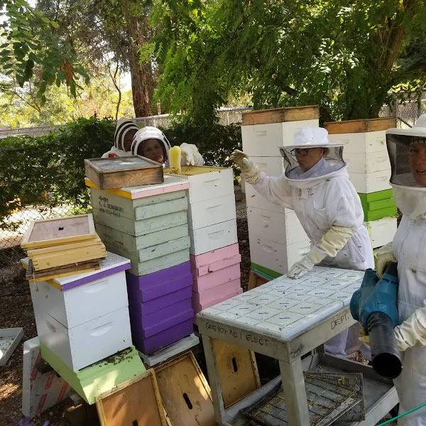 Willow Glen Honey