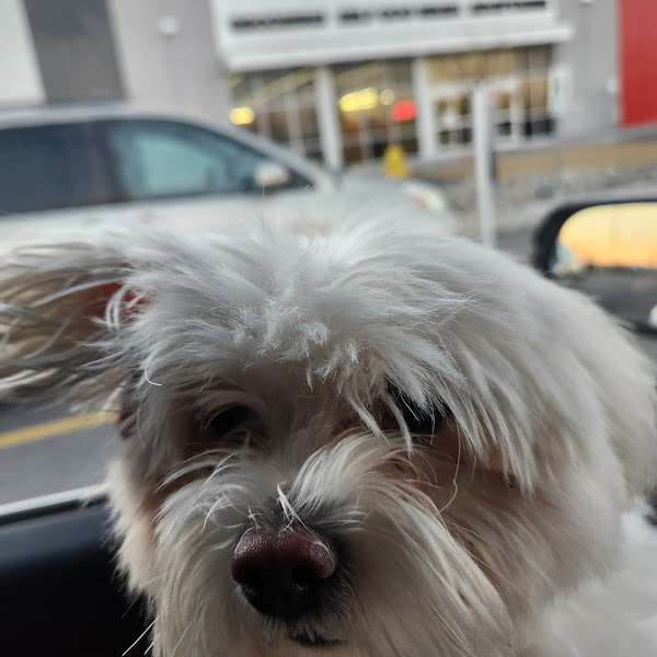 PetSmart Grooming