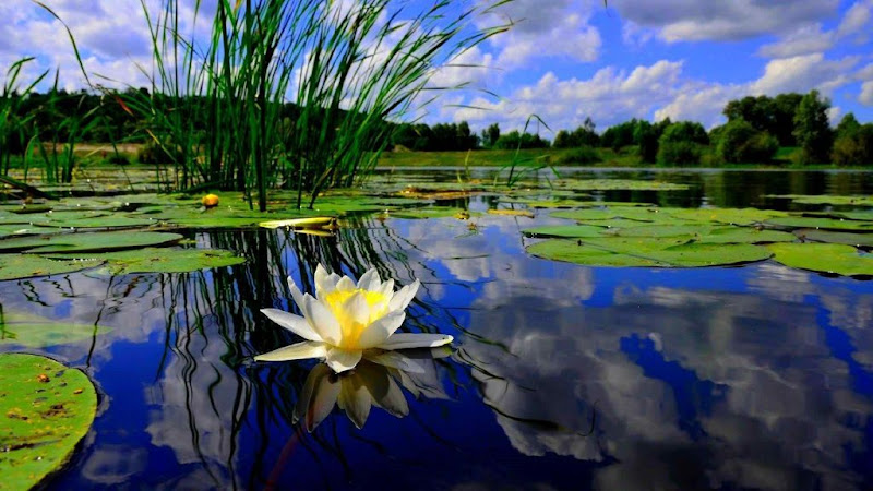Lake Management Inc