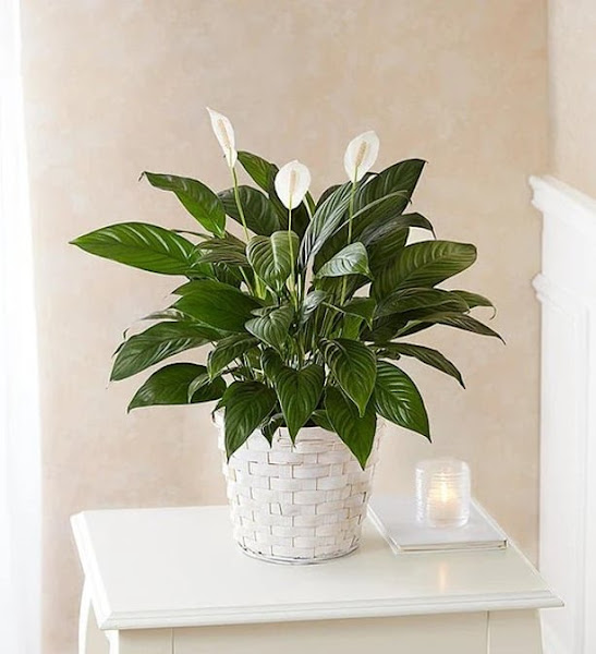 King of Prussia Flowers