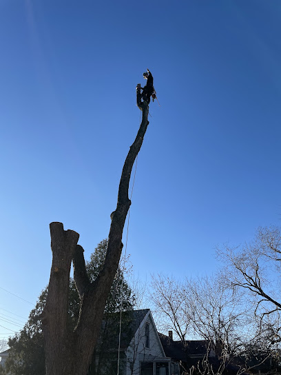 Uproot Tree Removal Services Hamilton