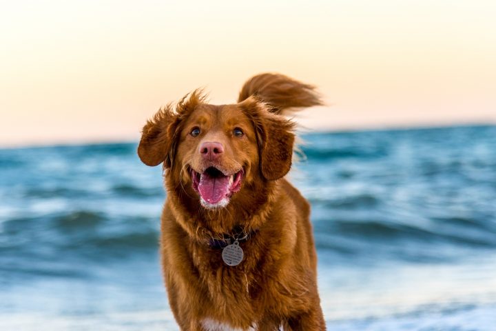 All the Best Pet Care logo