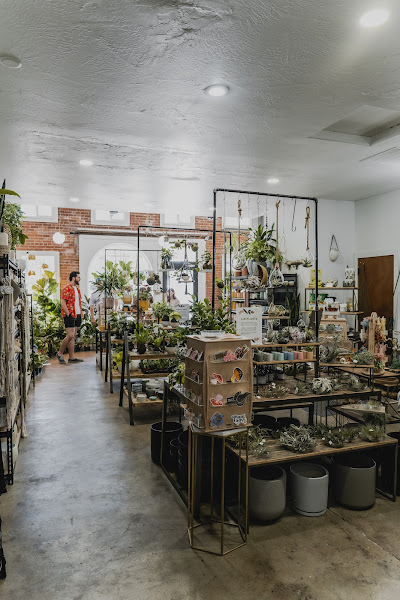 Fern Plant Shop