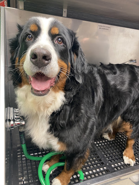 Global Pet Foods Oakville