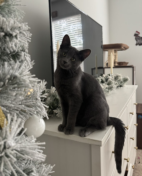Adopt An Angel