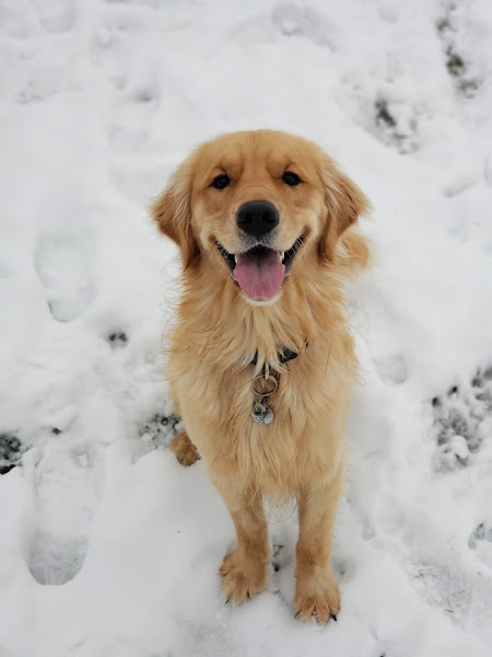 Cedar Hills Pet Supplies & Grooming