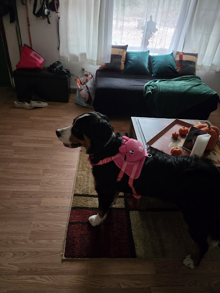 Pet Supplies Plus Jackson